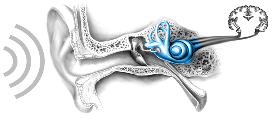 Hallórendszer felépítése - jelölt: belső fül